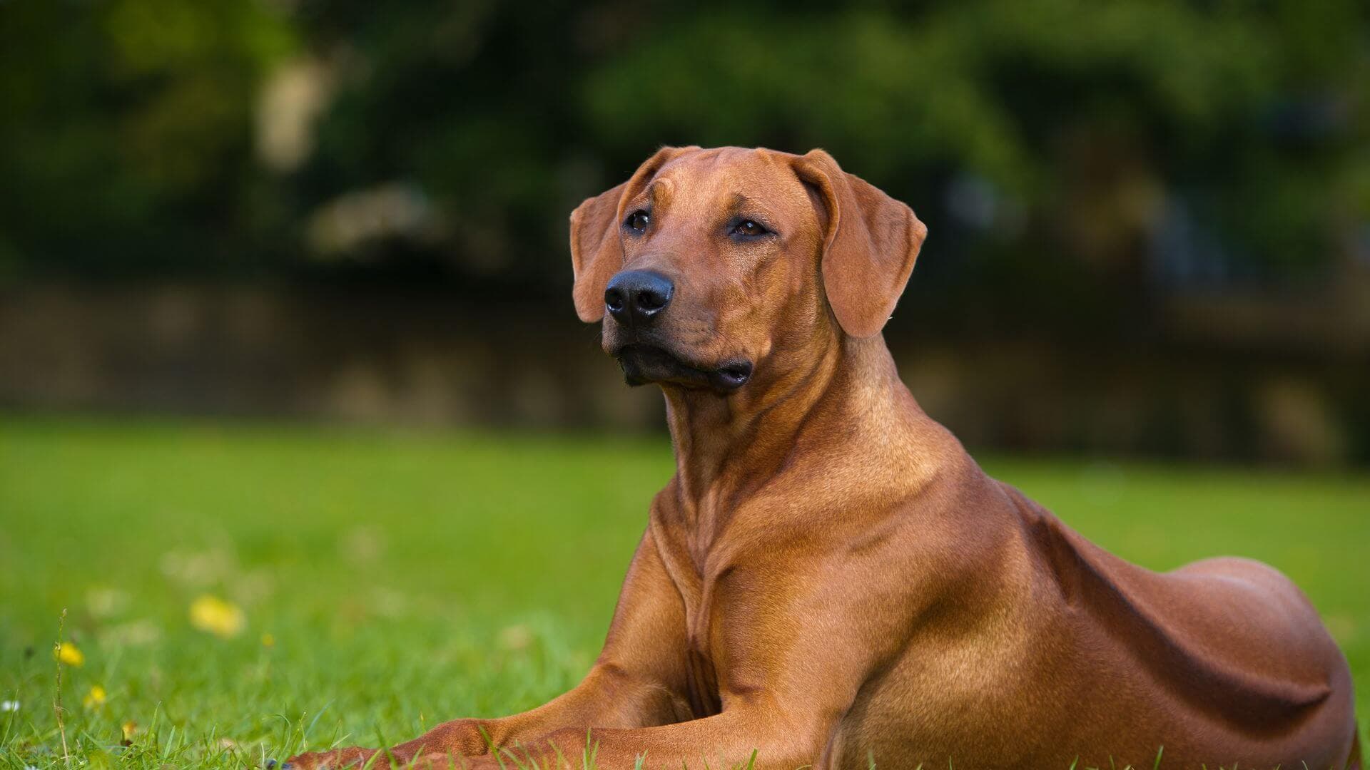 Rhodesian Ridgeback For Adoption - Loving Rhodesian Ridgeback For Adoption Dogs Looking for Forever Homes