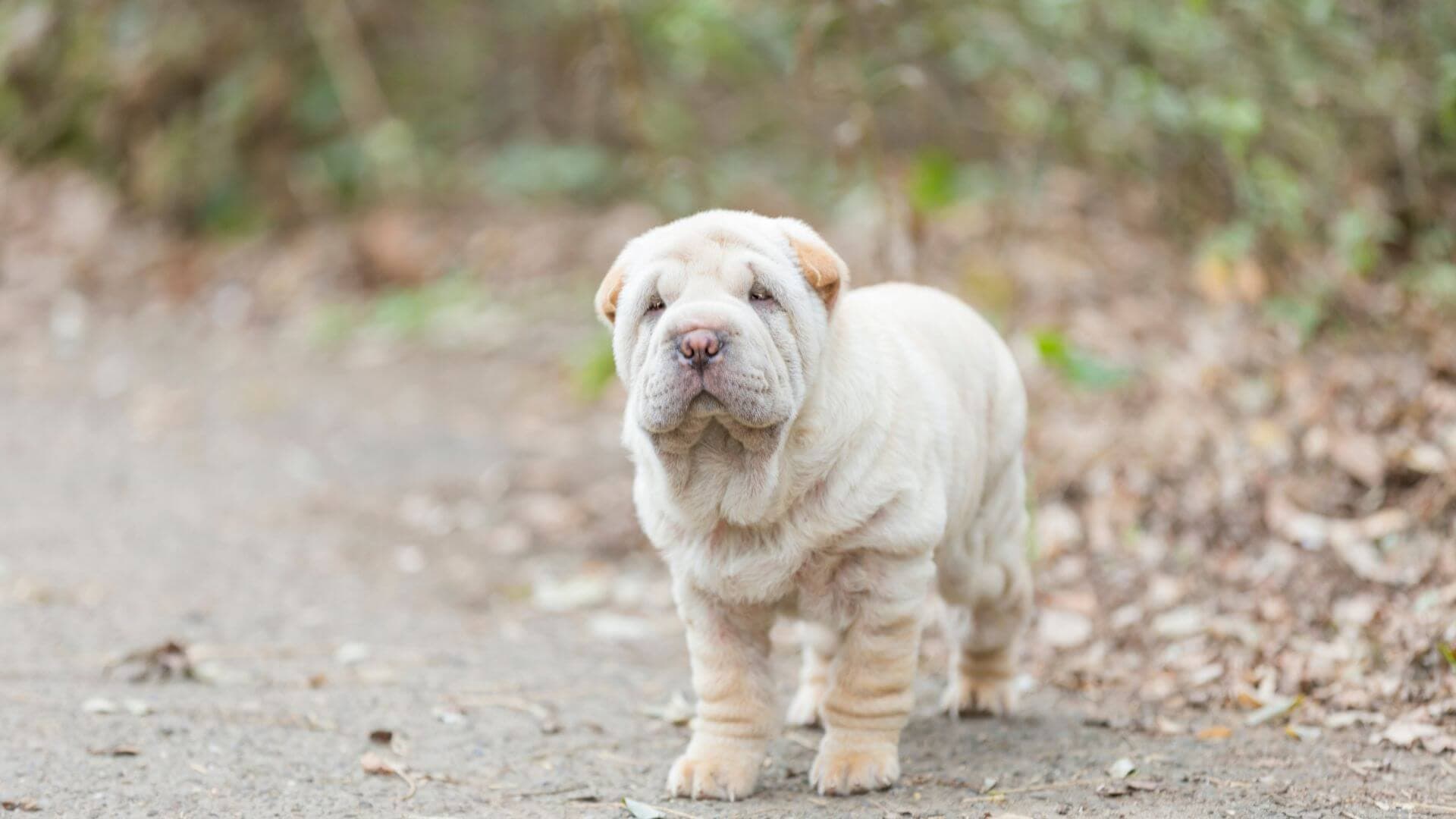 Shar Pei For Adoption - Loving Shar Pei For Adoption Dogs Looking for Forever Homes