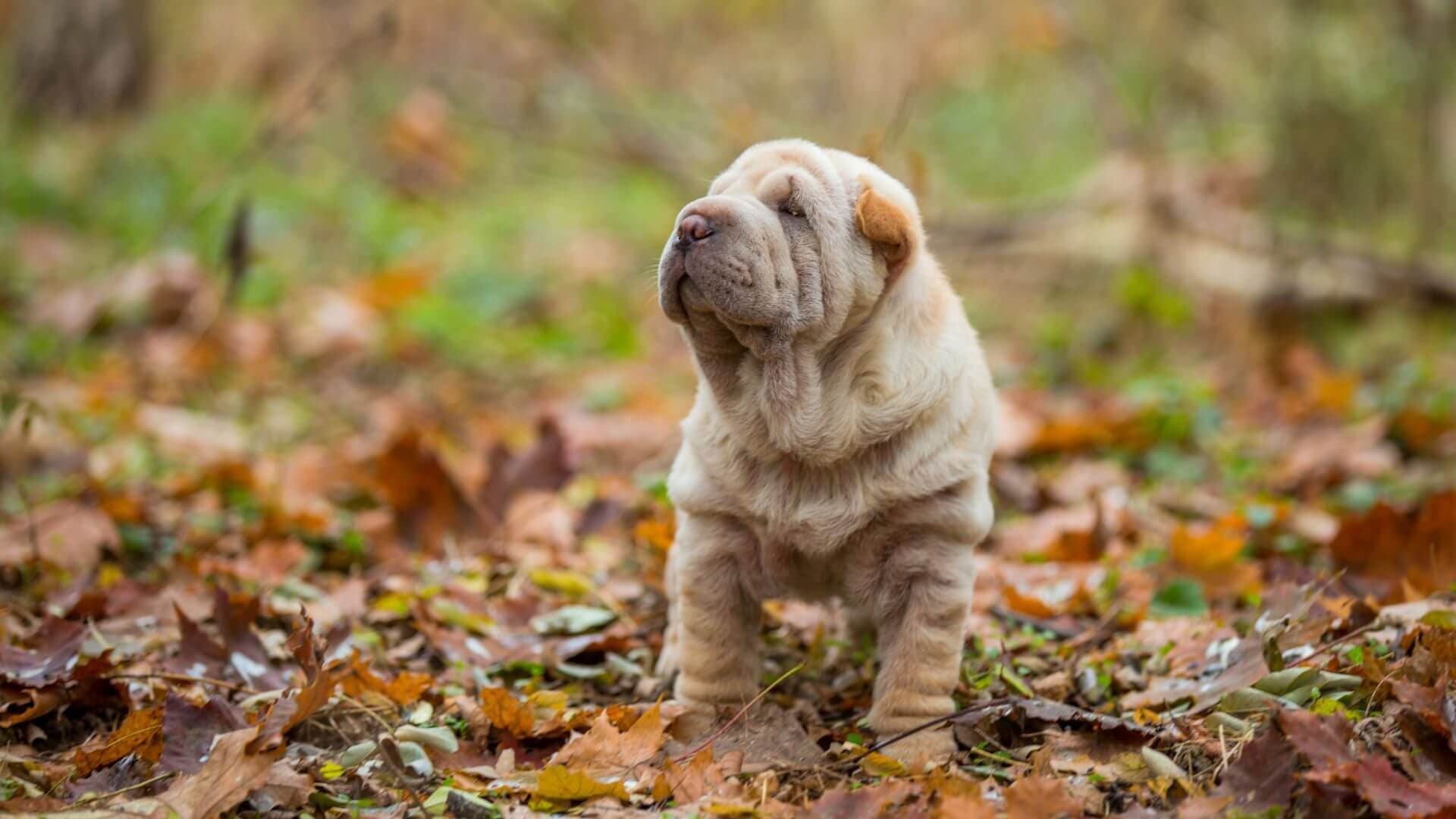 Shar Pei Puppies & Dogs for Sale - Find Your Perfect Shar Pei Puppies & Dogs Puppy