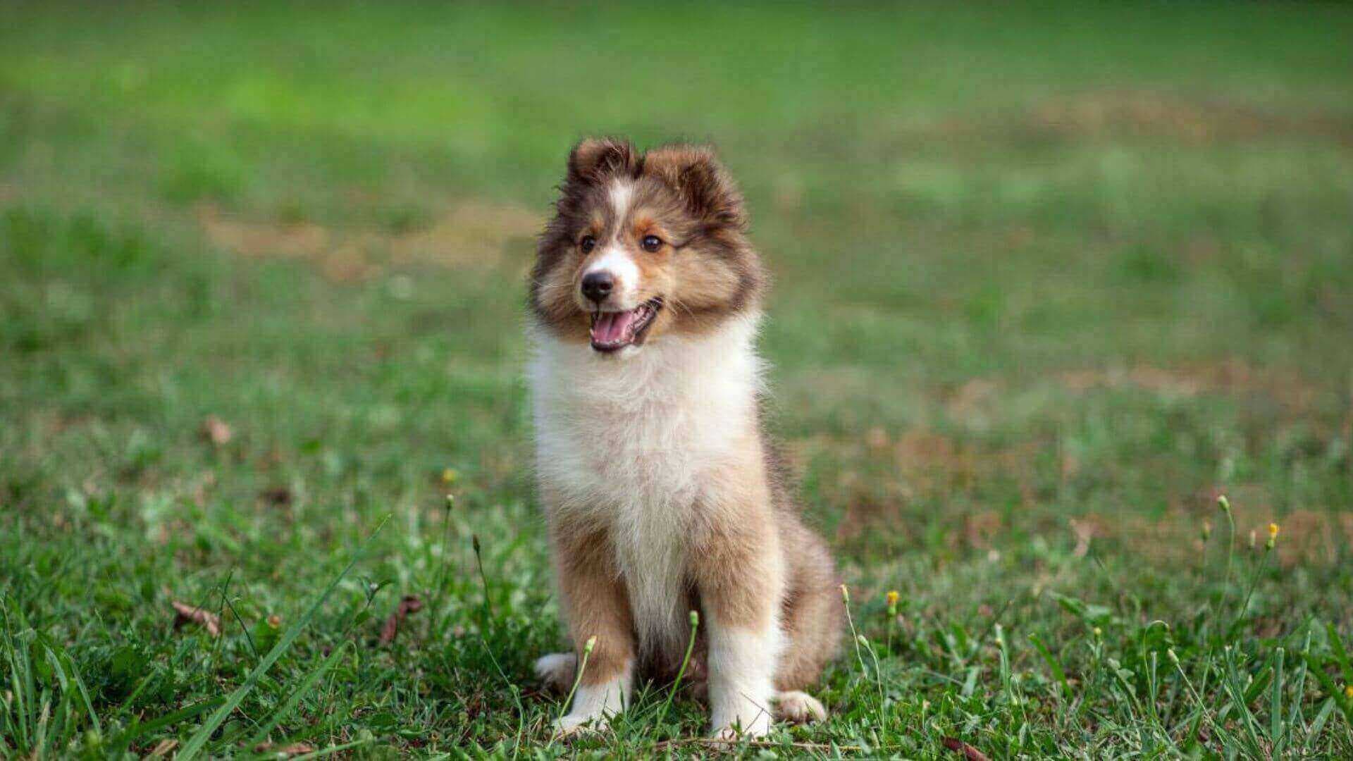 Shetland Sheepdog Puppies & Dogs for Sale - Find Your Perfect Shetland Sheepdog Puppies & Dogs Puppy