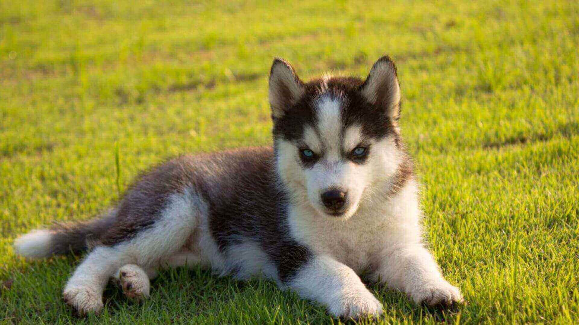 Siberian Husky Puppies & Dogs for Sale - Find Your Perfect Siberian Husky Puppies & Dogs Puppy