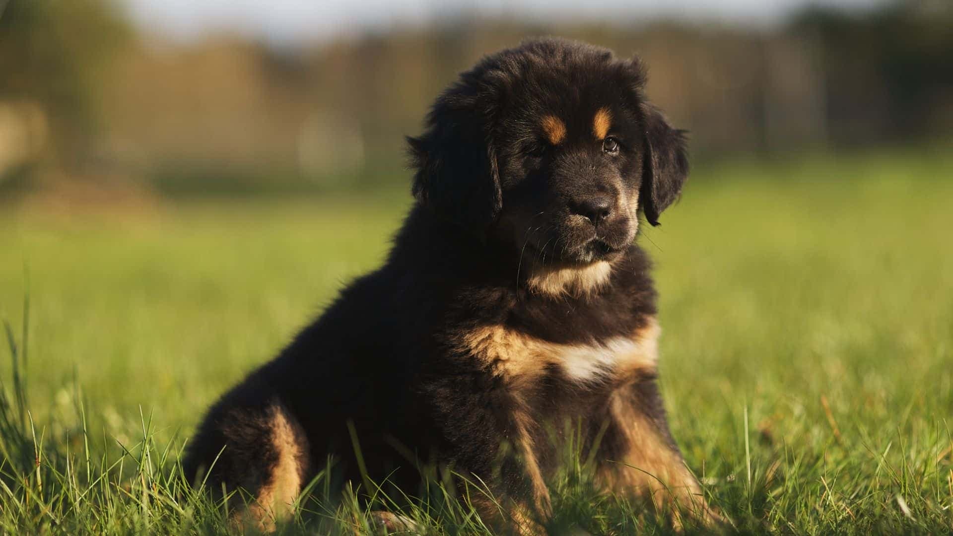 Tibetan Mastiff Puppies & Dogs for Sale - Find Your Perfect Tibetan Mastiff Puppies & Dogs Puppy