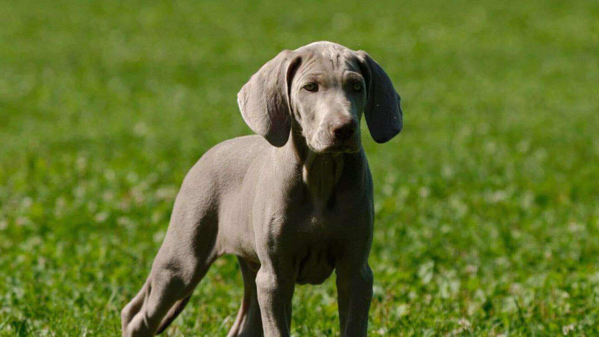 Weimaraner Puppies & Dogs for Sale - Find Your Perfect Weimaraner Puppies & Dogs Puppy