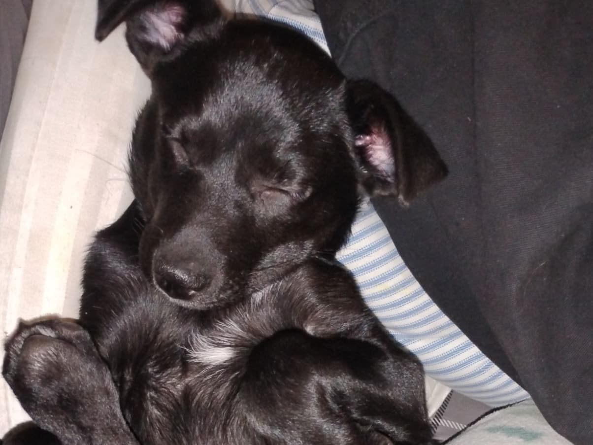 Russian Blue 2 years old female named pheonix for breeding in Terrebonne, Oregon | Petmeetly