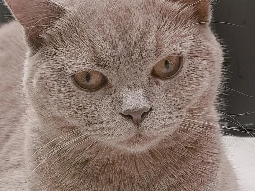 British Shorthair 8 months old female named Ash for breeding in Reading, England | Petmeetly