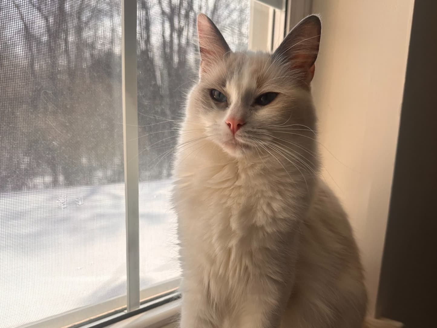 Ragdoll 1 year old female named Missy for breeding in Rensselaer, New York | Petmeetly