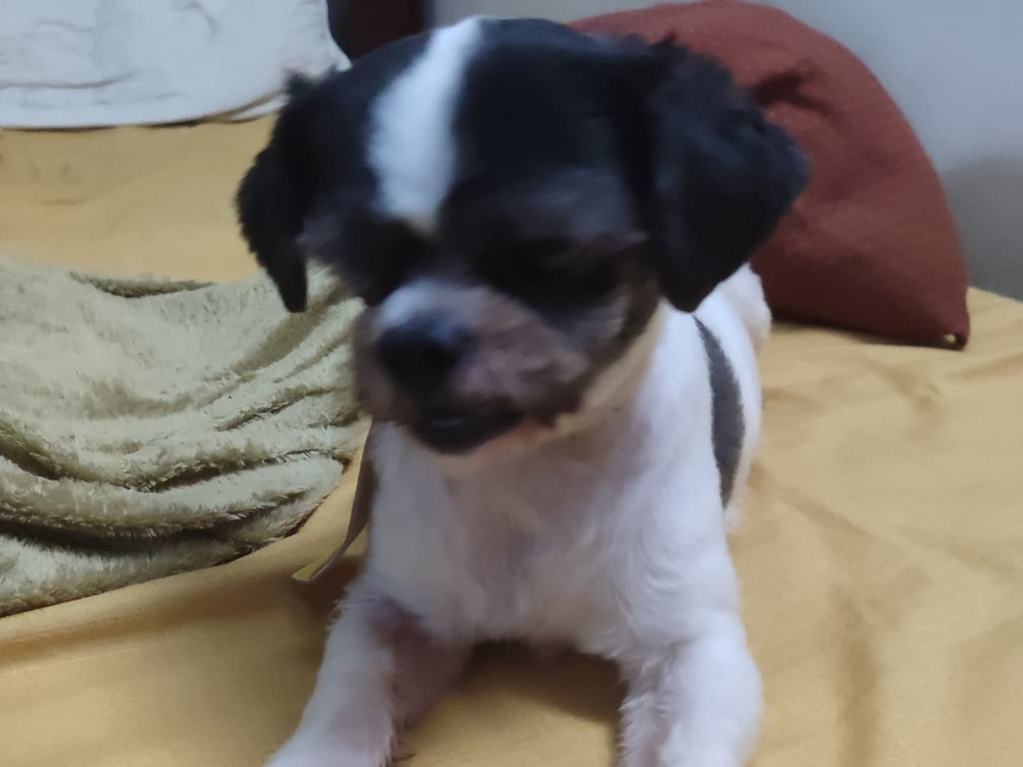 Lhasapoo 8 years old male small named Theodoro for breeding in Ribeirao Preto, São Paulo | Petmeetly