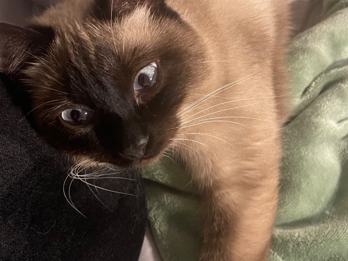 Siamese 1 year old female named Freya for breeding in Kenmore, Washington | Petmeetly