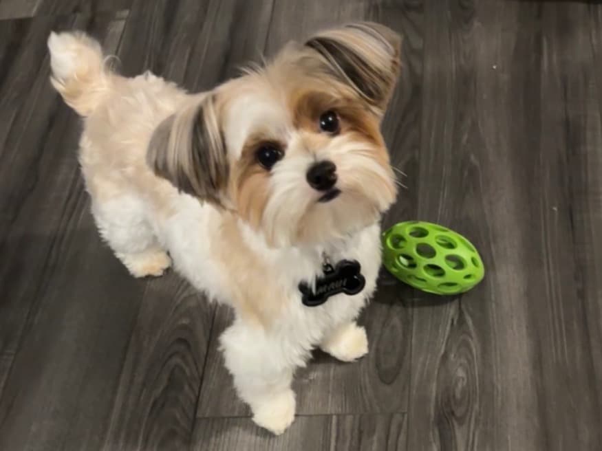 Yorkshire Terrier 2 years 2 months old male small named Maui for breeding in Pleasant Hill, California | Petmeetly