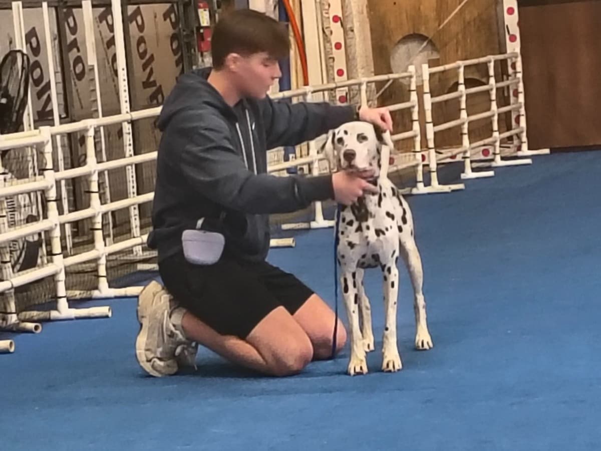 Dalmatian 1 year old female medium named Allie for breeding in Tampa, Florida | Petmeetly