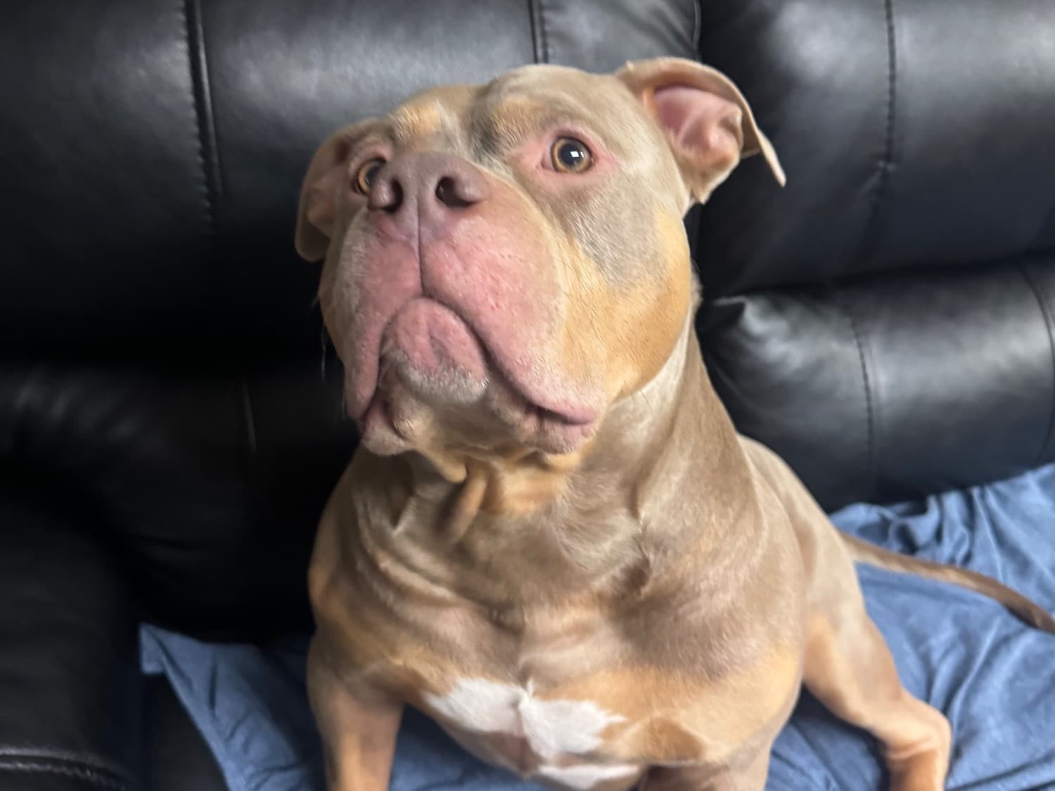 Rednose Pitbull Terrier 2 years old male large named drake for breeding in Madison, Wisconsin | Petmeetly