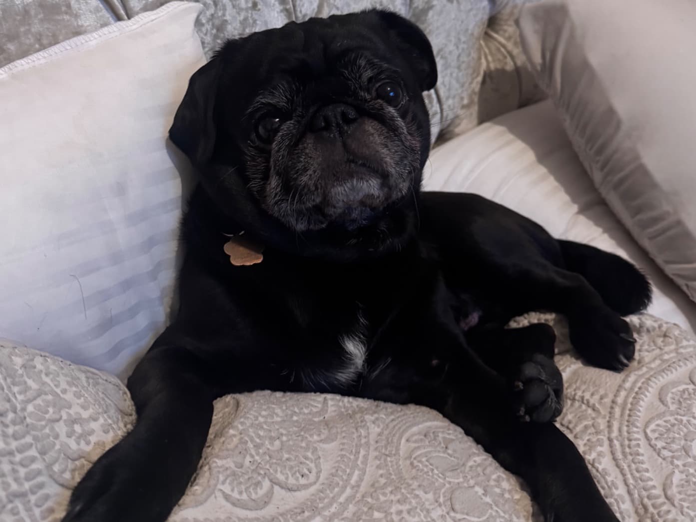 Pug 8 years old male medium named marley for breeding in Plymouth, England | Petmeetly