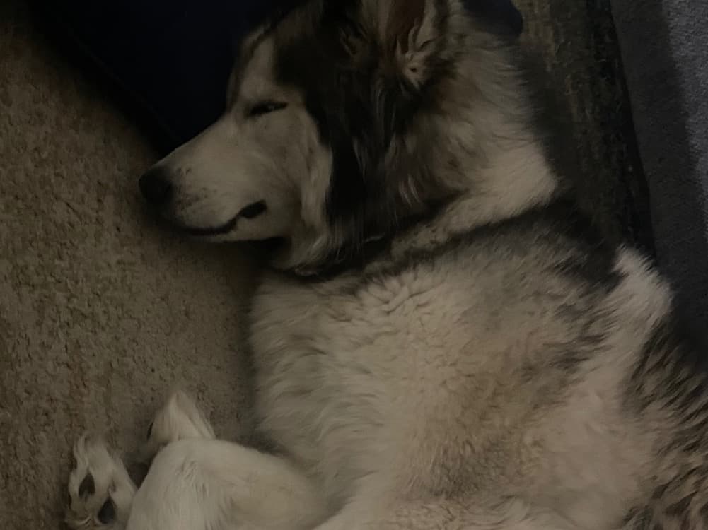 Siberian Husky 4 years old female large named eva for breeding in Walnut, California | Petmeetly