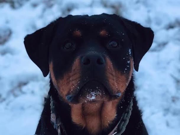 Rottweiler 5 years old female large named Ruby for breeding in Boulder, Colorado | Petmeetly