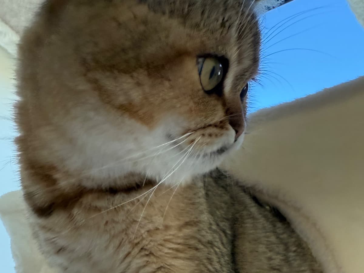 Scottish Straight 1 year old male named samson for breeding in Los Angeles, California | Petmeetly