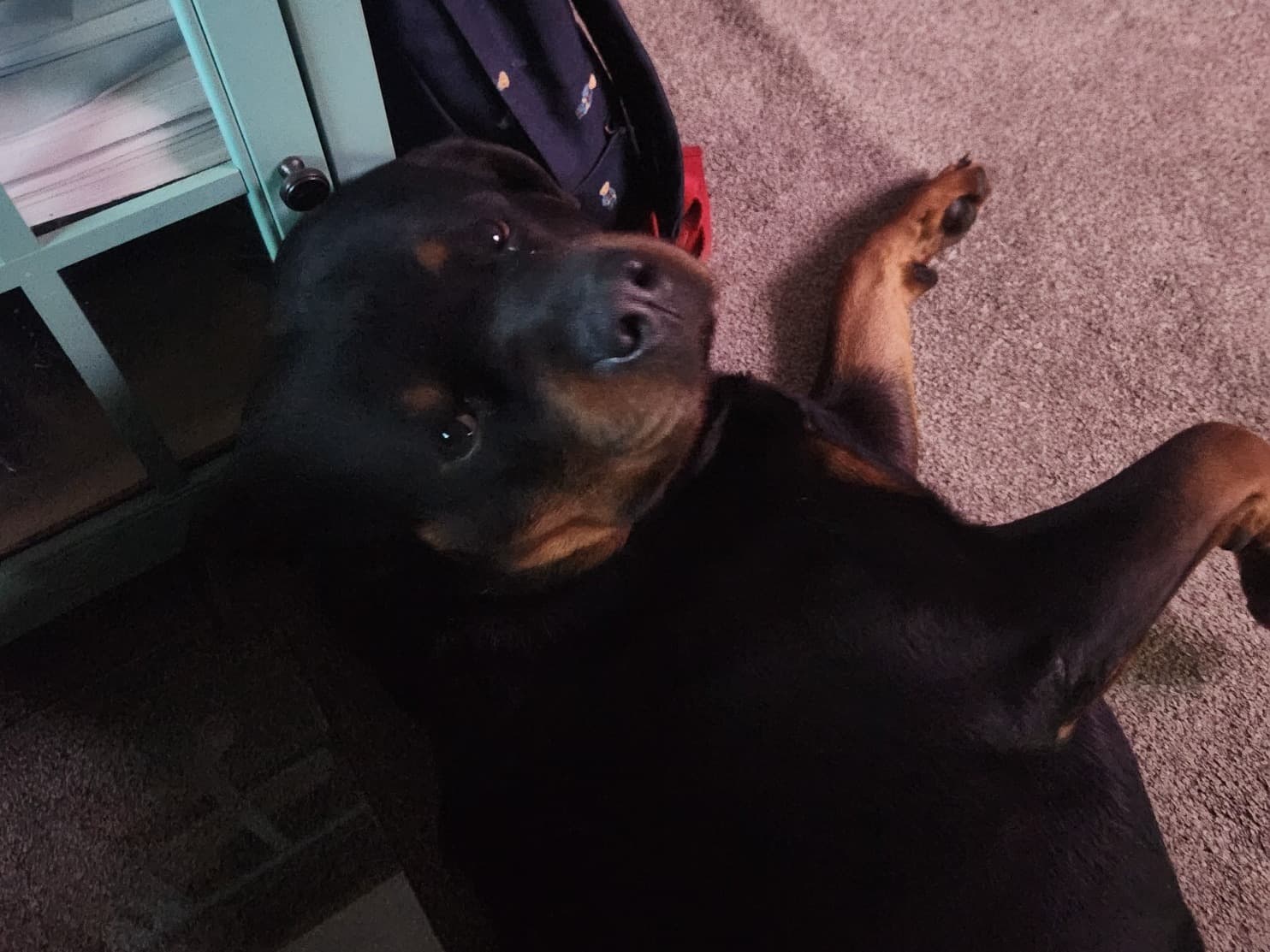 German Rottweiler 3 years 3 months old male extra large named JA for breeding in Baltimore, Maryland | Petmeetly