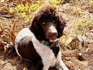 Standard Poodle 1 year 2 months old male extra large named 007 for breeding in Eden, Utah | Petmeetly