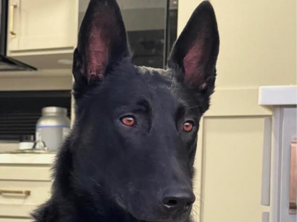 Belgian Malinois 3 years old male large named Ozzy for breeding in Pinehurst, North Carolina | Petmeetly