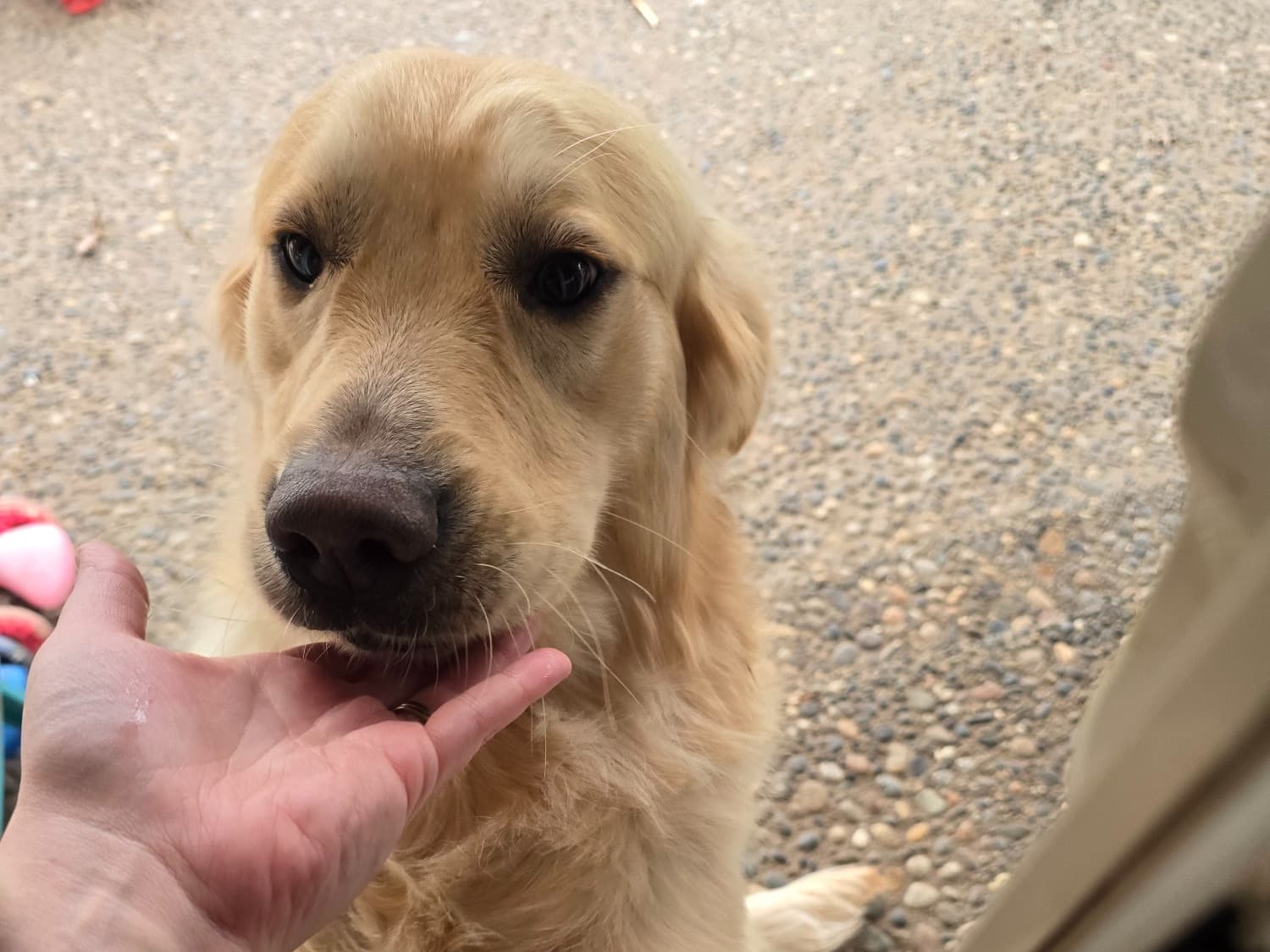 English Golden Retriever 2 years old male large named Miles for breeding in Pasco, Washington | Petmeetly