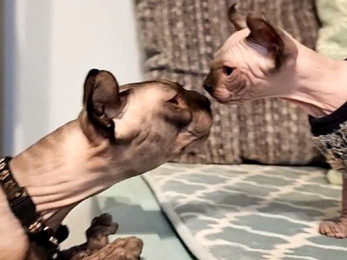 Sphynx 3 years old male named Rolo for breeding in Southaven, Mississippi | Petmeetly
