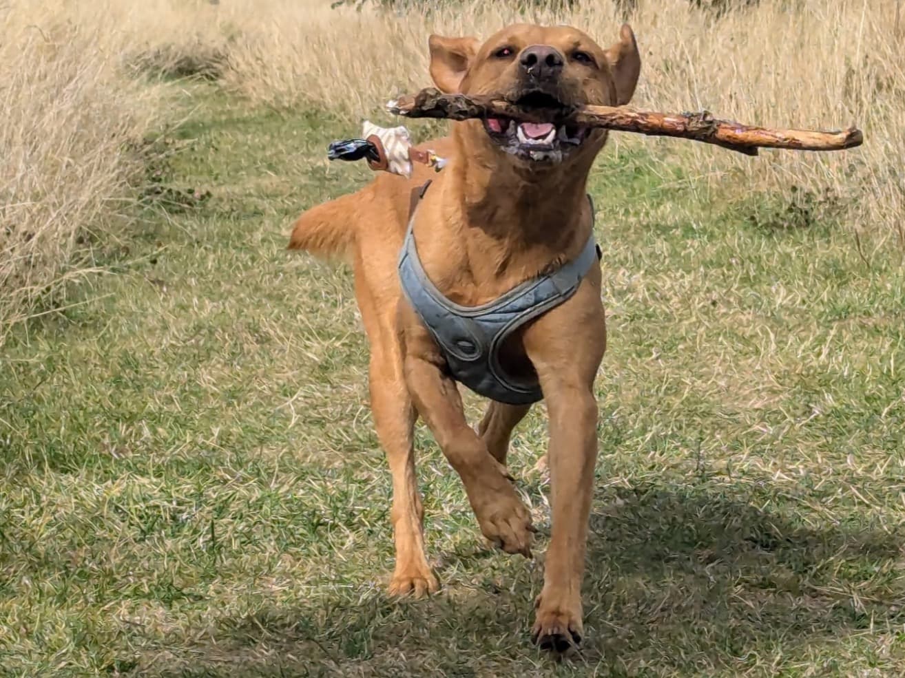 Fox Red Labrador 4 years 4 months old male medium named RED for breeding in Southend-on-Sea, England | Petmeetly