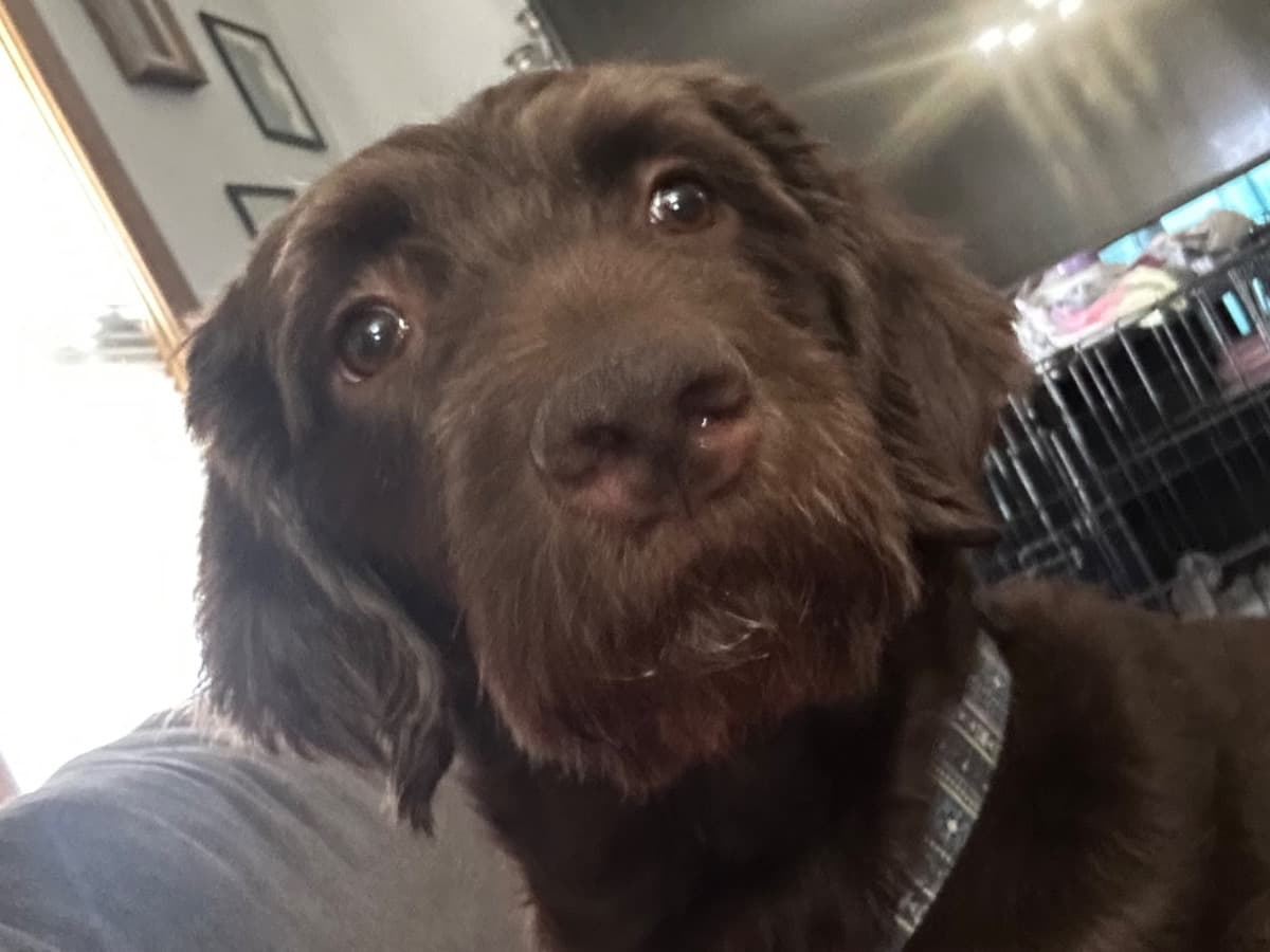 Labradoodle 5 years 1 month old male large named Pierre for breeding in Des Moines, Iowa | Petmeetly