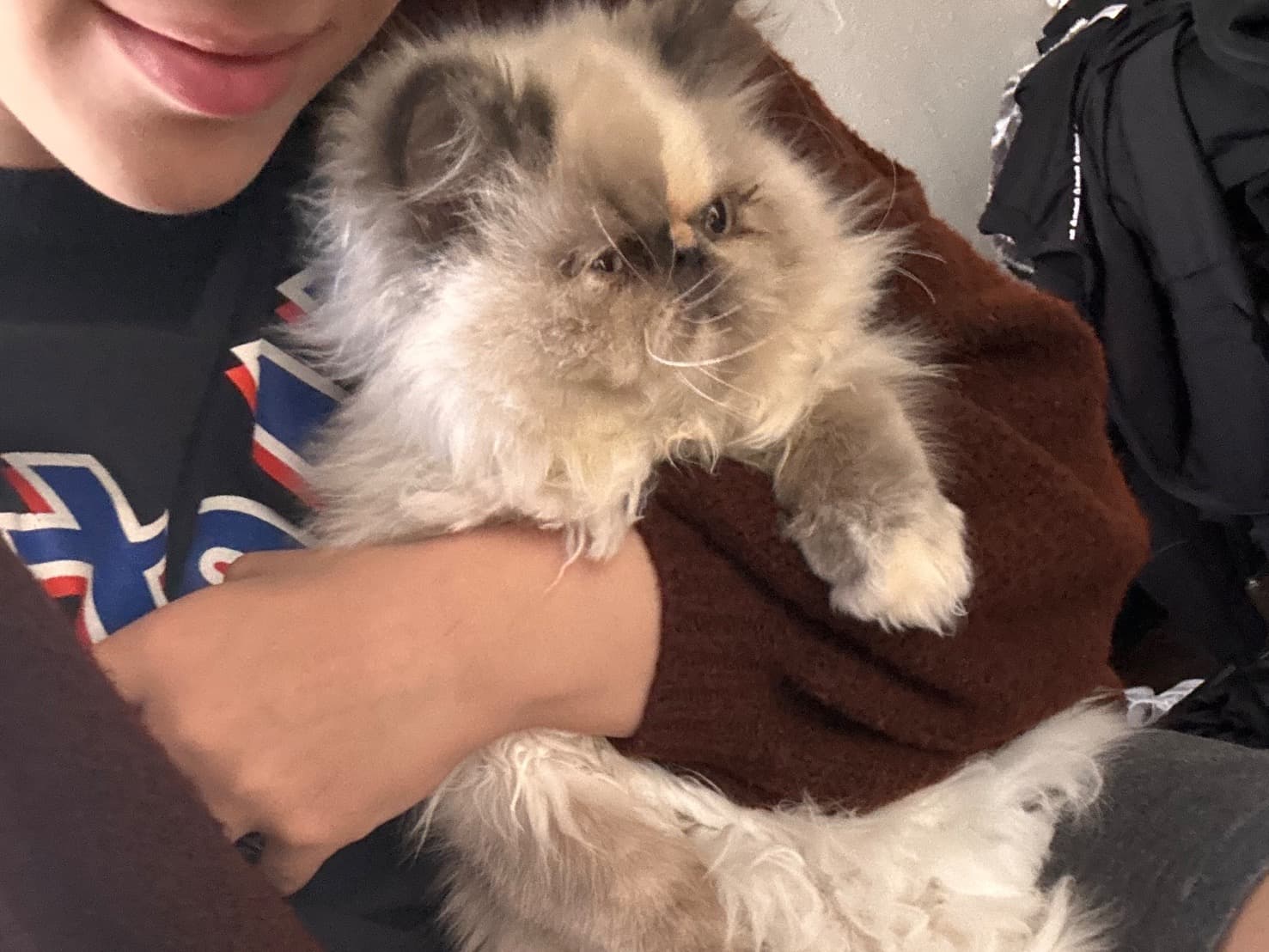 Persian 1 year old female named keke for breeding in San Antonio, Texas | Petmeetly