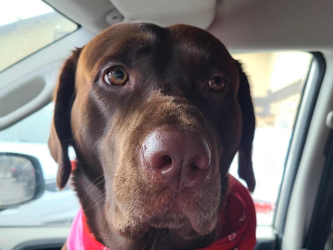 English Labrador Retriever 6 years old male large named lil bear for breeding in Spanaway, Washington | Petmeetly