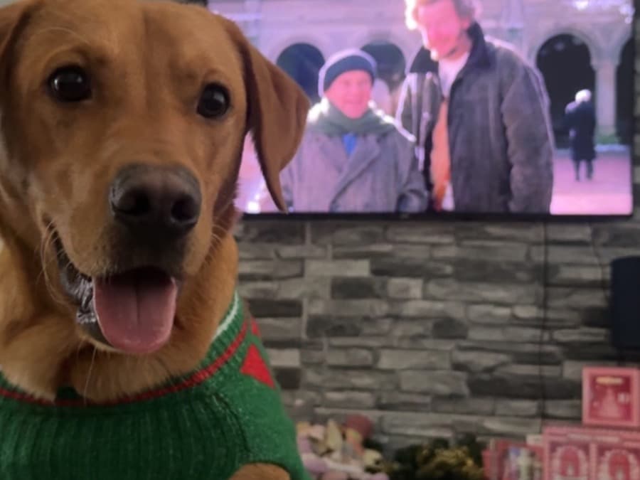 Fox Red Labrador 1 year old male large named bruno for breeding in Newcastle upon Tyne, England | Petmeetly