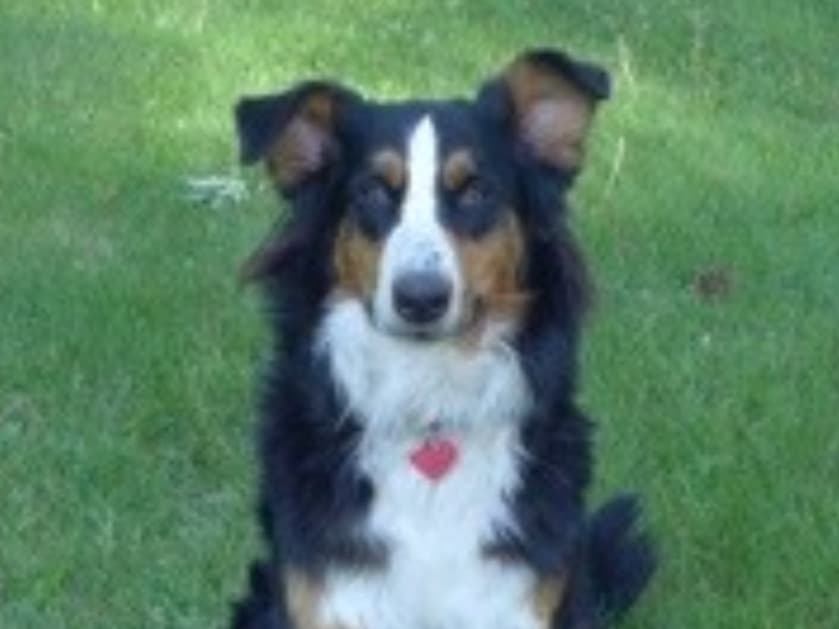 Bernese Mountain Dog 3 years old female large named Rosalie for breeding in Hamburg, Hamburg | Petmeetly