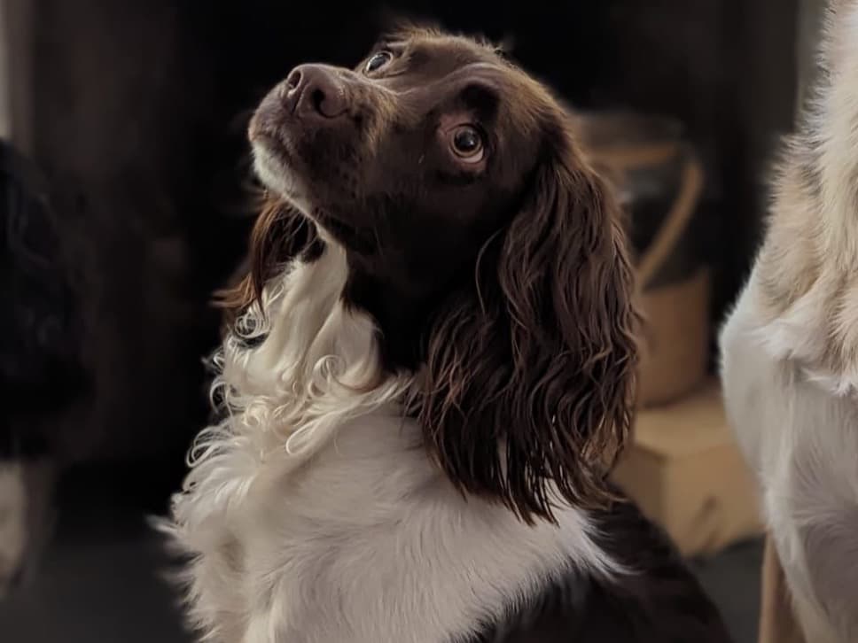 English Springer Spaniel 5 years 9 months old female medium named Darcy for breeding in Storrington, England | Petmeetly