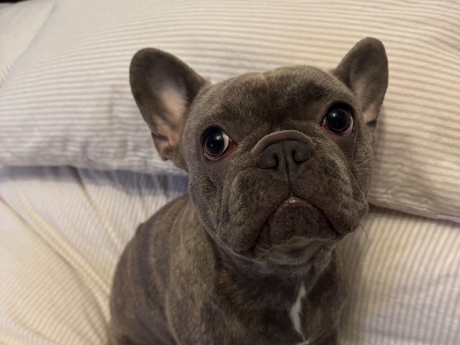 French Bulldog 1 year old female small named cherry for breeding in Royston, England | Petmeetly