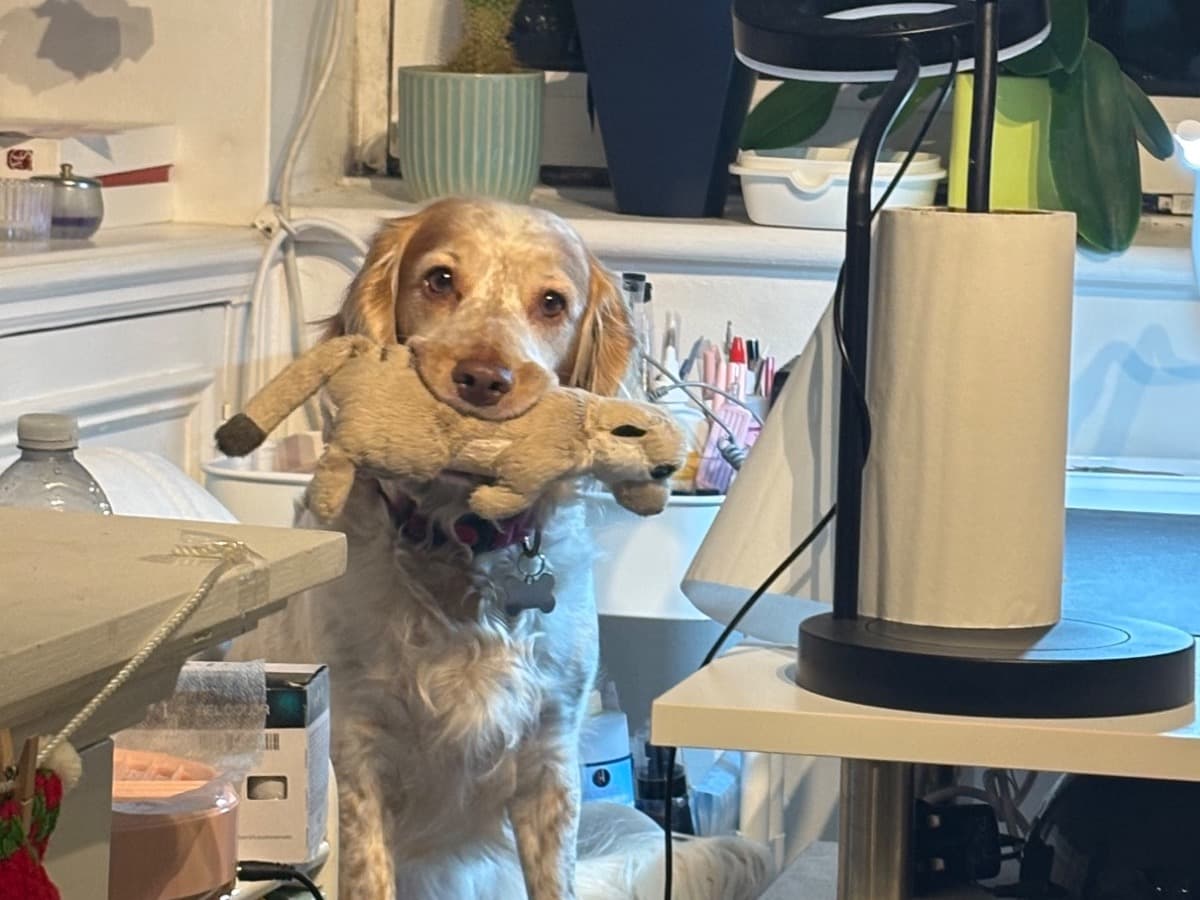 Cocker Spaniel 6 years old female medium named Ginger for breeding in West Dulwich, England | Petmeetly