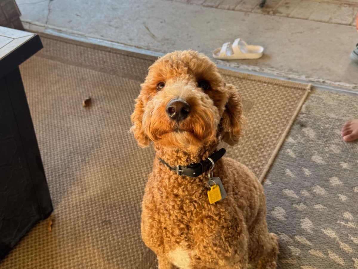 Golden Retriever 2 years old male medium named Miles for breeding in Lancaster, California | Petmeetly