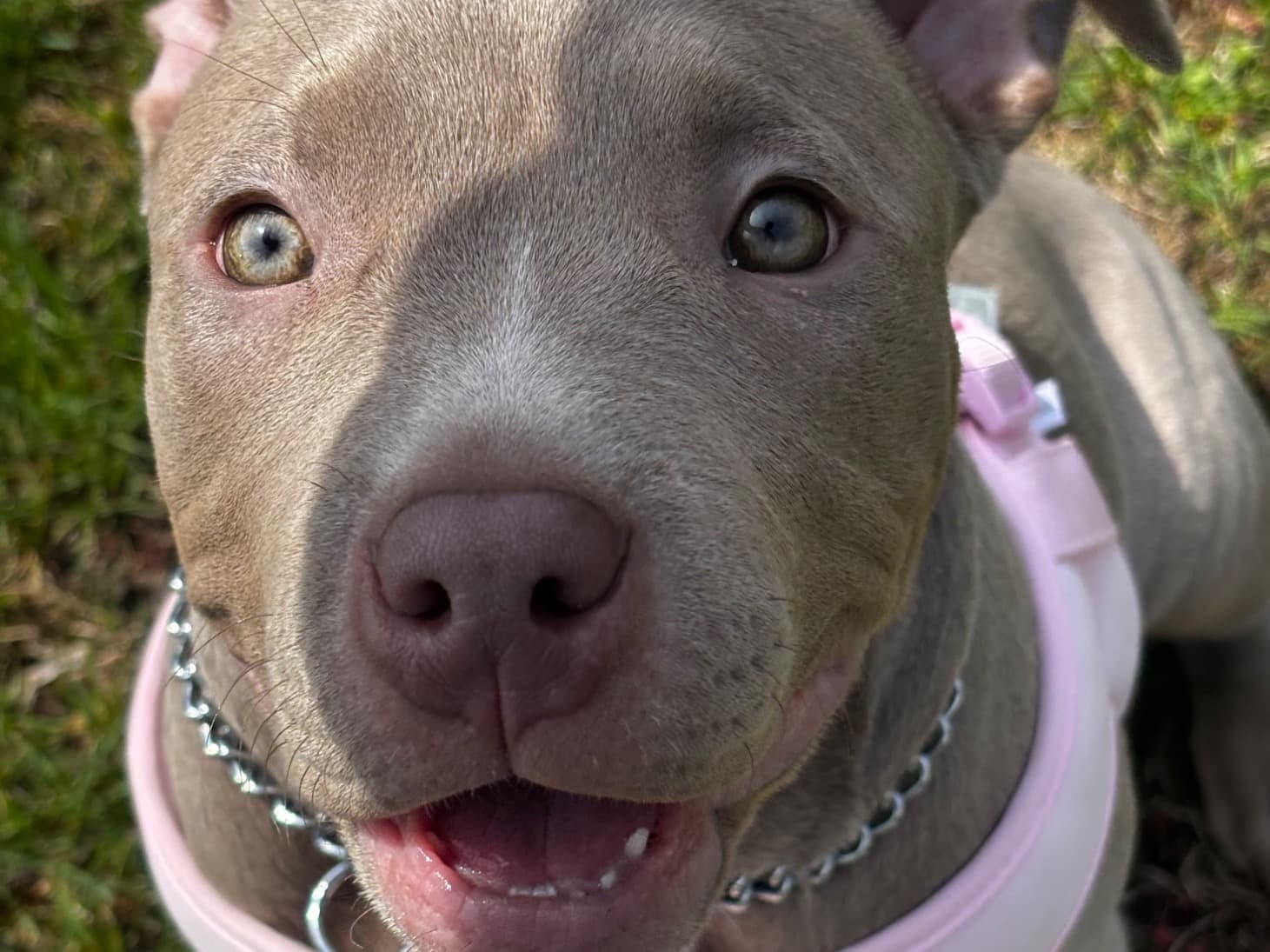 American Bully 1 year 1 month old female large named Medusa for breeding in Big Rapids, Michigan | Petmeetly