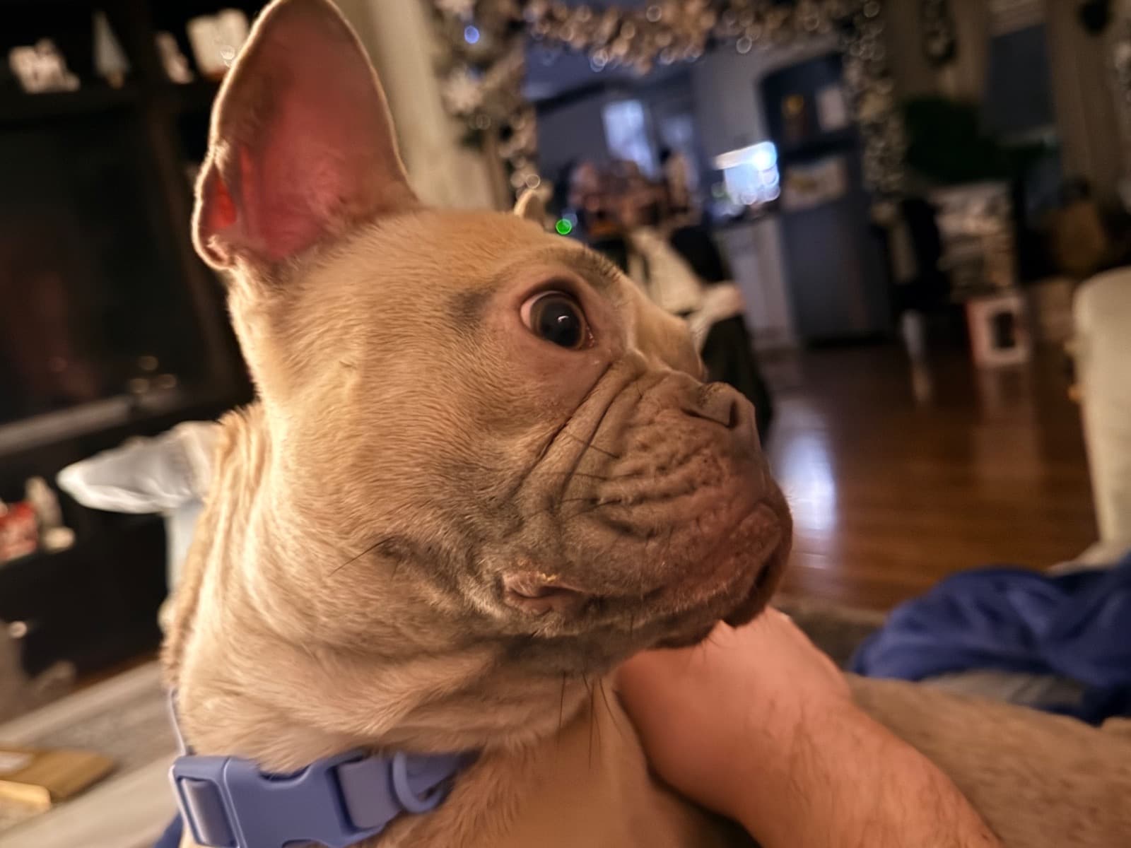 French Bulldog 1 year 7 months old female medium named GinGi for breeding in Burton, Michigan | Petmeetly