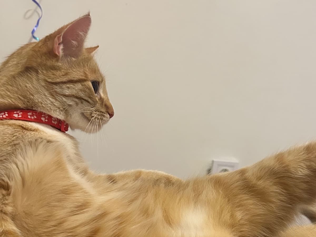 Domestic Shorthair 3 years old female named Basia for breeding in Katowice, Silesian Voivodeship | Petmeetly