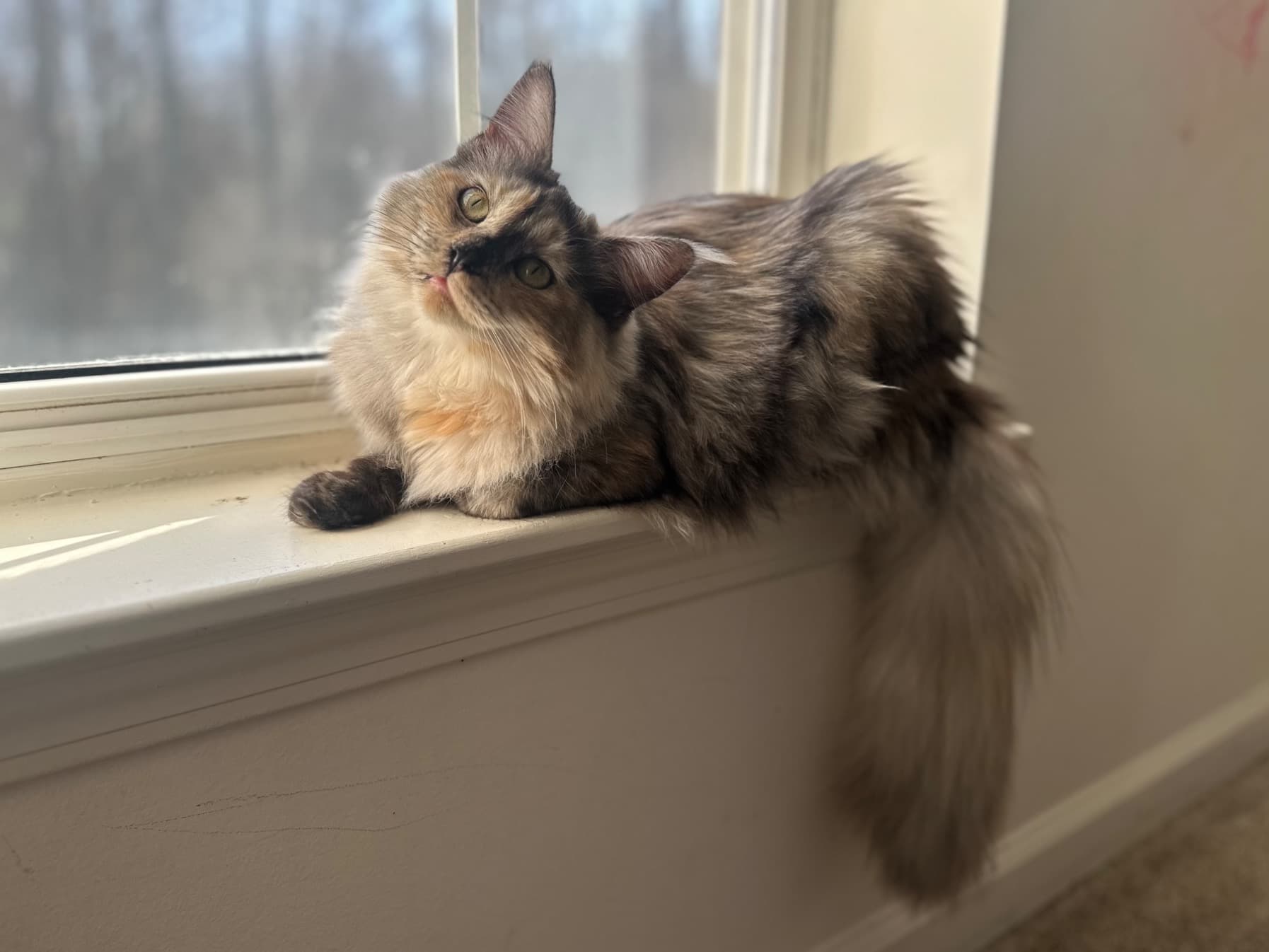 Maine Coon 1 year old female named Mimi for breeding in Rensselaer, New York | Petmeetly