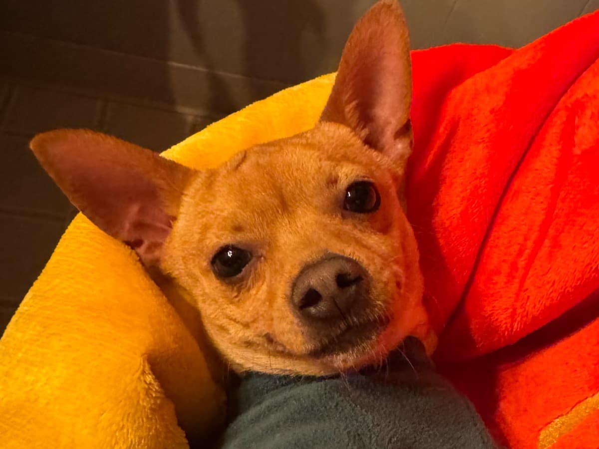 Chihuahua 1 year 3 months old male small named Bruno for breeding in Kings Beach, California | Petmeetly