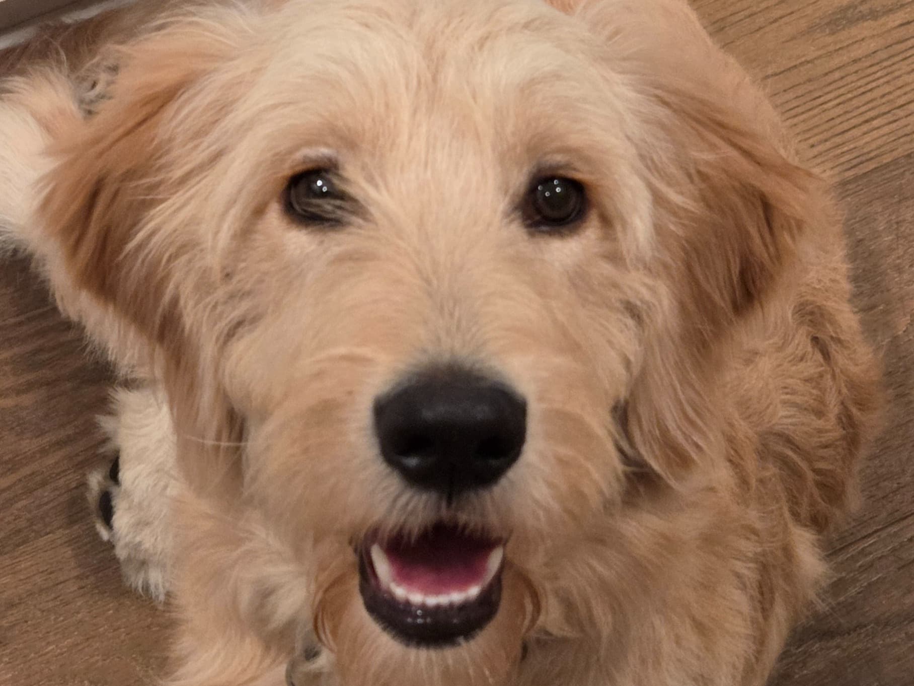 Golden Retriever 8 years old female large named Sunny for breeding in Culver City, California | Petmeetly