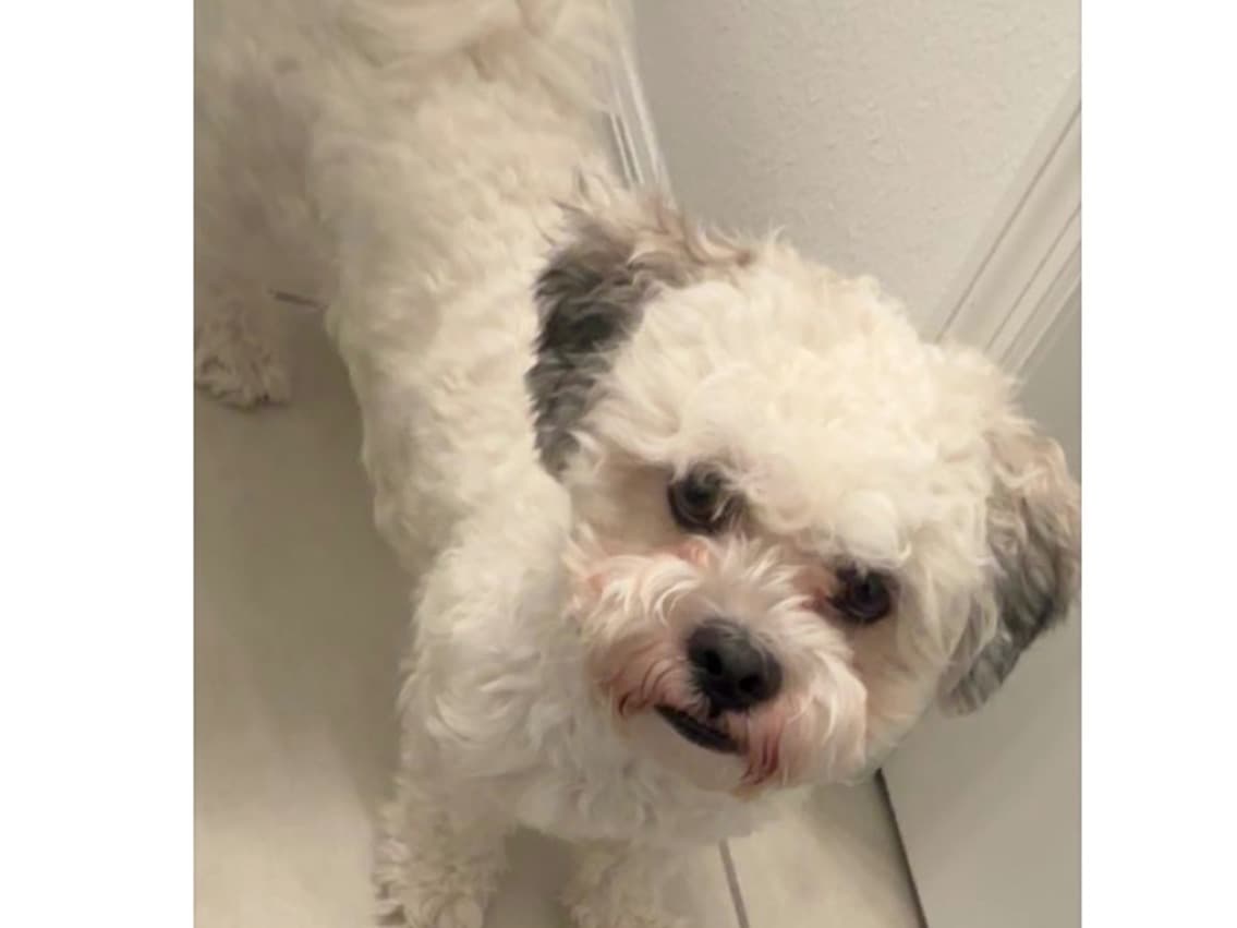 ShihPoo 1 year 4 months old male small named Max for breeding in Davenport, Florida | Petmeetly