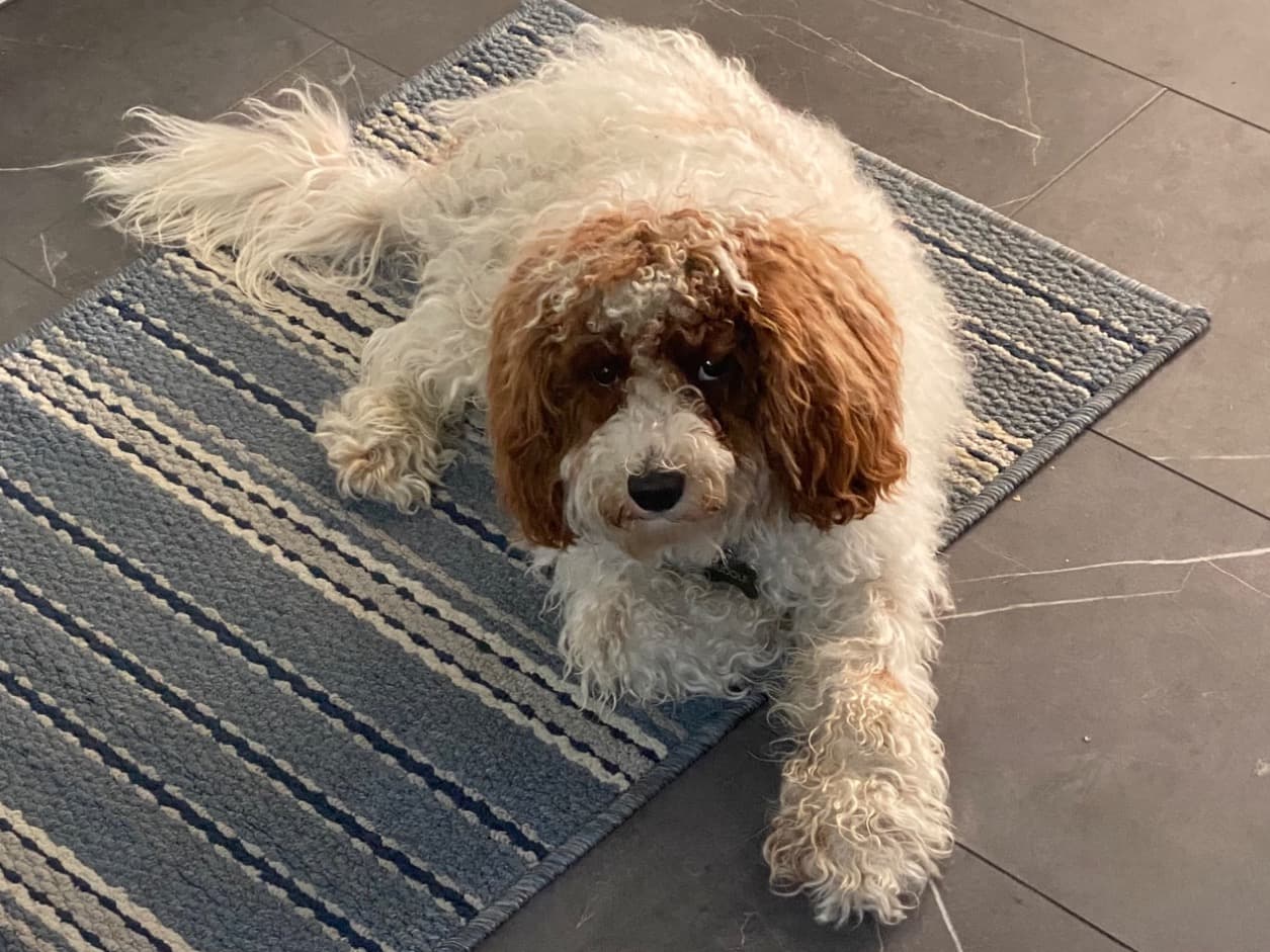 Cavapoo (Cavadoodle) 1 year 2 months old male medium named Rudolf for breeding in Haslett, Michigan | Petmeetly