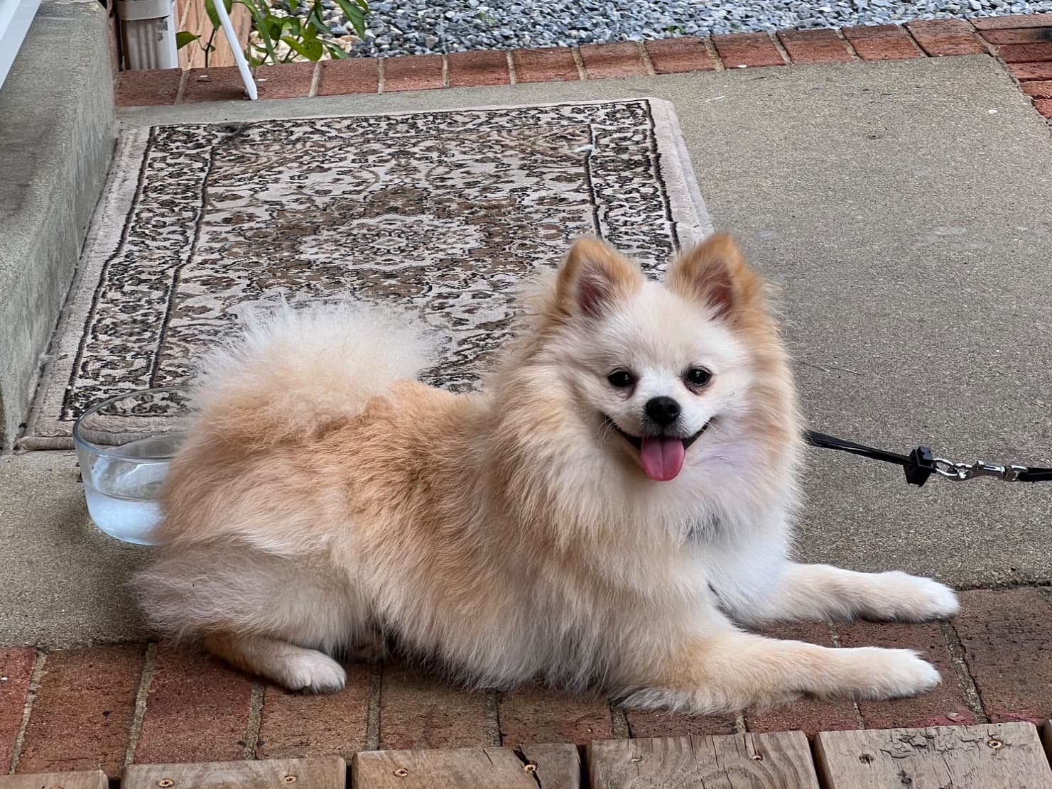 Pomeranian 2 years old male medium named lucky for breeding in Richmond, Virginia | Petmeetly
