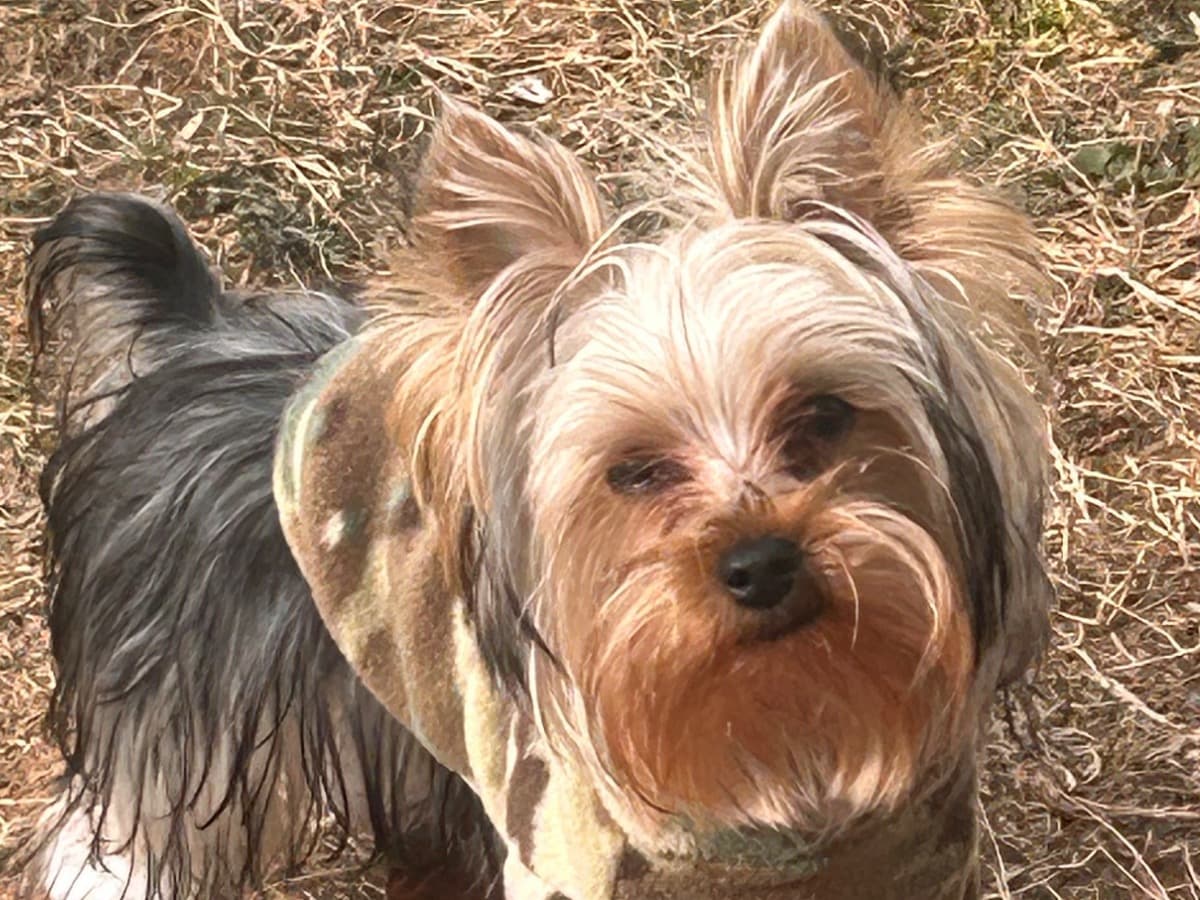 Yorkshire Terrier 1 year old male small named Sampson for breeding in Stafford, Virginia | Petmeetly