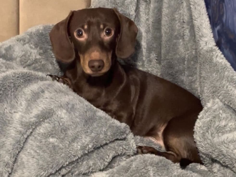 Miniature Dachshund 3 years 6 months old male small named buddy for breeding in Sheffield, England | Petmeetly
