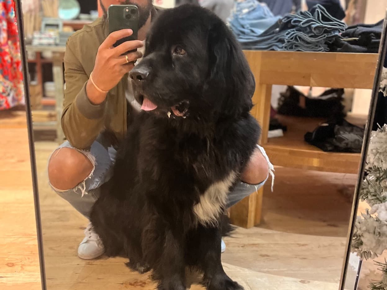 Newfoundland 6 years old male extra large named Goat for breeding in Upper Marlboro, Maryland | Petmeetly