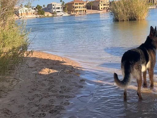 German Shepherd 2 years old male large named Ranger for breeding in Kingman, Arizona | Petmeetly