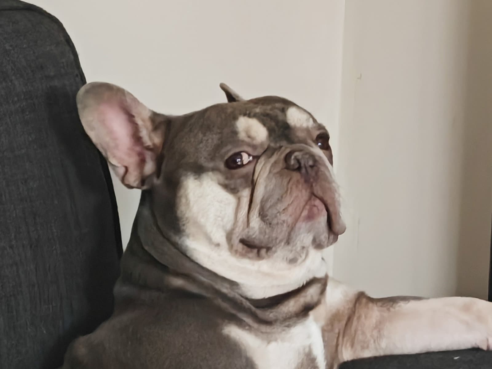 French Bulldog 3 years 4 months old male medium named Mr Grumpy Reg for breeding in Puriton, England | Petmeetly