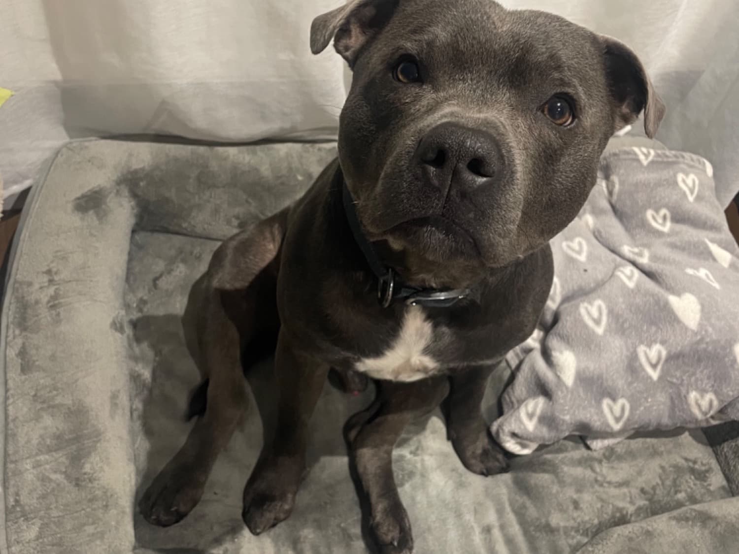 Staffordshire Bull Terrier 3 years 1 month old male medium named Facio for breeding in London, England | Petmeetly