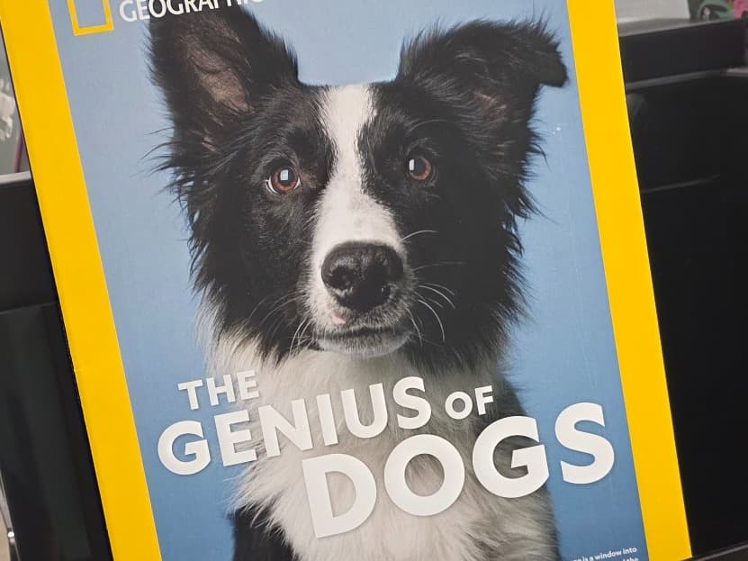 Border Collie 1 year old male large named Asher for breeding in Jacksonville, Florida | Petmeetly